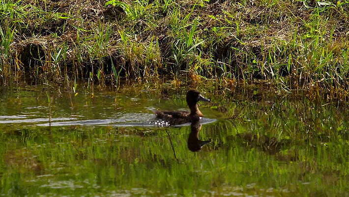 동물 1 야생동물 백그라운드 자연 조류 오리 사람없음 야외 빨간색 물 파란색 뷰티 검은색 수영 흰색 연못 깃털 부리 물새 내추럴 유라시아 MOV 해외동영상 클립영상 자연요소 유럽 아시아 컬러 수상스포츠 생태계 동영상 파일형식