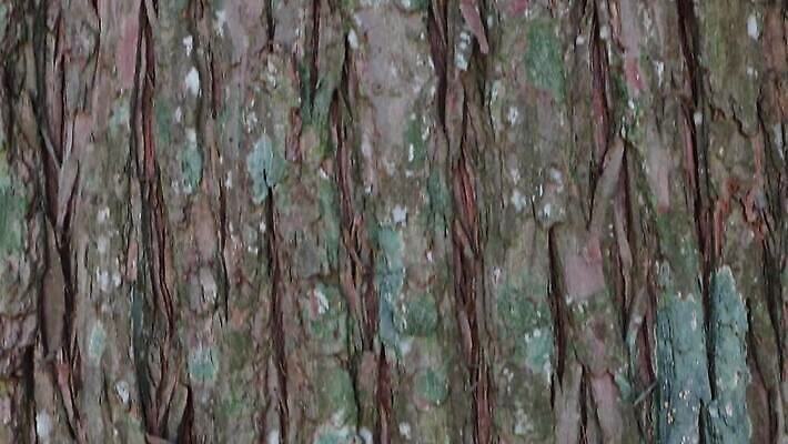 나무 식물 디자인 공원 선 백그라운드 패턴 자연 벽지 표면 날씨 추상 건조 사람없음 야외 목재 장식 갈색 환경 줄무늬 소나무 거친 보호 숲 낟알 피부 묘사 유기농 질감 나무껍질 섬유 잡동사니 내추럴 그런지 삼나무 수목 엘리먼트 노화 벡터 MP4 해외동영상 클립영상 웰빙 공공시설 컬러 컨셉 무늬 재료 신체부위 껍질 직물 생태계 동영상 파일형식