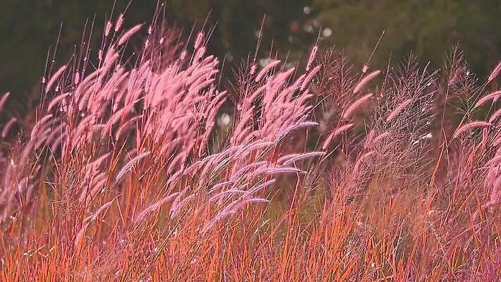식물 계절 공원 꽃 백그라운드 잎 겨울 밭 자연 하늘 바람 산 씨앗 사람없음 야외 초록색 파란색 농장 갈색 환경 정원 벚꽃 흰색 나뭇가지 시골 신선 잡초 숲 언덕 그네 내추럴 사탕수수 MOV 해외동영상 클립영상 자연요소 나무 공공시설 컬러 농업 날씨 생태계 동영상 파일형식