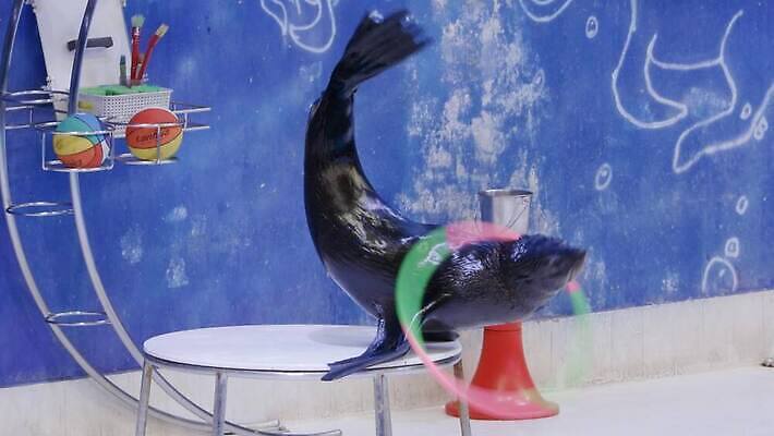 동물 디자인 교육 행복 바다 운동화 장난 포유류 응원 자연 수영장 미술 미소 사람 사람없음 기차 도시 위험 묘기 물개 박수 당구 돌고래 쇼 평형 4K MP4 해외동영상 클립영상 감정 육상교통 신발 컨셉 문화예술 대중교통 표정 손짓 구기 수영 바다동물 수중동물 생태계 동영상 파일형식