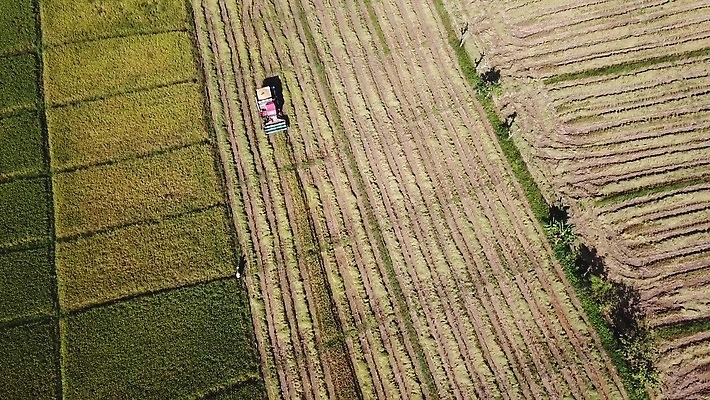 식물 산업 선 백그라운드 패턴 밭 농업 공장 자동차 태국 자연 씨앗 풍경 사람없음 초록색 농작물 농장 농경지 기계 흙 운전 수확 시골 작업 땅 질감 회전 날것 탱크 트랙터 엔진 밀짚 내추럴 돌리기 드론 땅바닥 전력질주 조감도 줄서기 4K MOV 해외동영상 클립영상 아시아 육상교통 컬러 무늬 공업 모션 바닥 짚 농기계 생태계 특수차량 동영상 파일형식