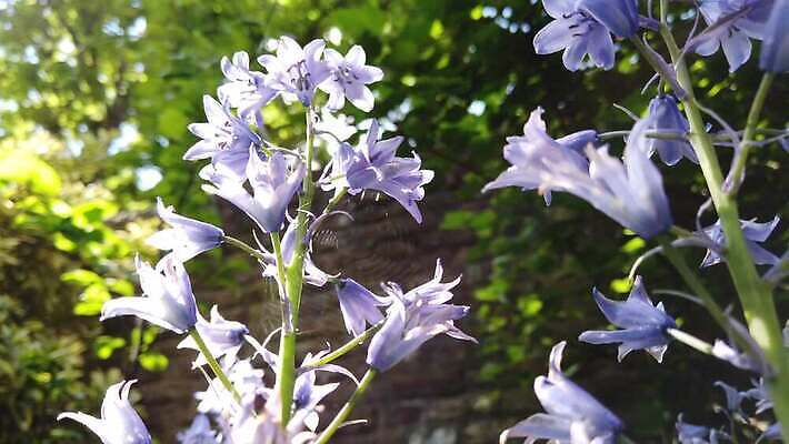 식물 꽃잎 꽃 줄기 잎 꽃무늬 밭 전구 자연 사람없음 파란색 평화 정원 보라색 봄 성장 벚꽃 종 신선 개화 전기에너지 4월 제비꽃 묘사 원예 향기 내추럴 강렬 블루벨 스페인어 영원 필라멘트 히아신스 4K 타임랩스 MOV 해외동영상 클립영상 계절 컬러 컨셉 무늬 농업 촬영기법 취미 에너지 날짜 생태계 냄새 동영상 파일형식