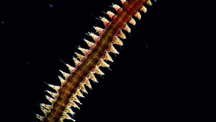 동물 야생동물 바다 자연 무척추동물 사람없음 환경 바닷속 수중 생태계 생물학 기어가기 동물상 소금물 4K 저서생물 MP4 해외동영상 클립영상 교육 모션 생물 조형물 동영상 파일형식