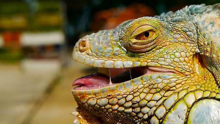 나무 동물 척추동물 1 응시 얼굴 야생동물 컬러 포즈 백그라운드 신체 파충류 자연 저울 사람없음 야외 초록색 여름 반려동물 컬러풀 태양 머리 환경 미국 활발 용 피부 묘사 싱글 도마뱀 육식동물 이구아나 스파이크 고립 동물상 이국적 오싹 MOV 해외동영상 클립영상 자연요소 식물 시선 계절 컨셉 북아메리카 신체부위 조형물 생태계 동영상 파일형식