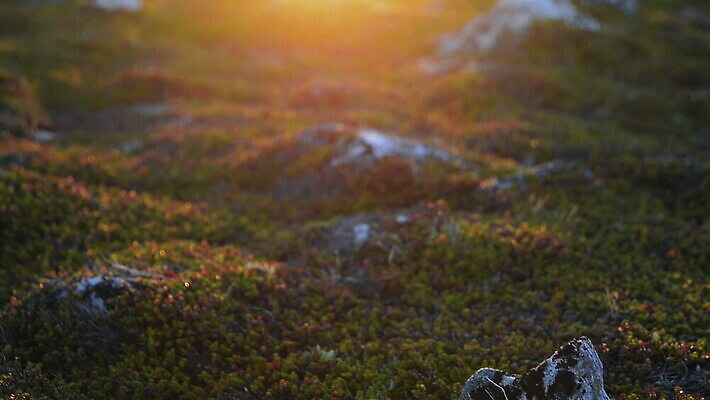 여행 이끼 사람없음 야외 빛 평화 그린란드 웅장함 산맥 틸트업 MOV 해외동영상 클립영상 섬 컨셉 산 촬영기법 덴마크 동영상 파일형식