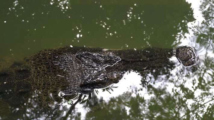 동물 공원 야생동물 여행 파충류 휴가 생물 동양인 사람없음 야외 물 강 머리 연못 습지 위험 육식동물 악어 사냥꾼 내추럴 오지 전국 4K MOV 해외동영상 클립영상 자연요소 직업 공공시설 컨셉 인종 신체부위 동영상 파일형식
