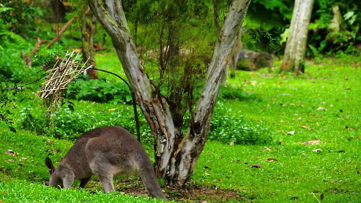 동물 공원 백그라운드 밭 포유류 자연 웨일즈 새로움 털 동물원 사람없음 야외 빨간색 초록색 갈색 호주 먹기 사파리 캥거루 남쪽 오지 4K MOV 해외동영상 클립영상 공공시설 컬러 컨셉 농업 모션 영국 오세아니아 방향 생태계 동영상 파일형식