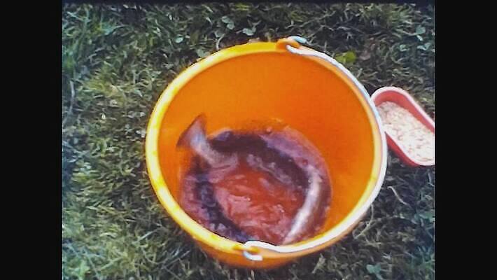 동물 외관 호수 야생동물 스포츠 여행 자연 낚시 어류 사람 풍경 사람없음 야외 초록색 물 여름 파란색 강 수확 골동품 연못 잡기 거친 보트 개울 역사 클래식 도서관 필름 영화 향수 문서 복고 낚시꾼 영사기 동영상 구식 보관소 아마추어 옛날 4K MOV 해외동영상 클립영상 자연요소 계절 교육 컬러 컨셉 농업 배_교통 모션 레저 문화예술 수중동물 화장품 저장 생태계 파일형식