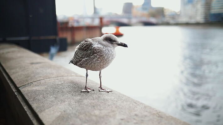 주간 구름 유럽 야생동물 모래 상징 여행 건축양식 갈매기 조류 하늘 아침 파노라마 사람없음 건물 물 빛 강 도시풍경 햇빛 고층빌딩 회색 도시 런던 수로 포트 스카이라인 동영상 랜드마크 수도권 왕국 템스강 MOV 해외동영상 클립영상 자연요소 동물 건축물 건축 나라 컬러 영국 잉글랜드 촬영기법 풍경 빌딩 태양 지역 파일형식