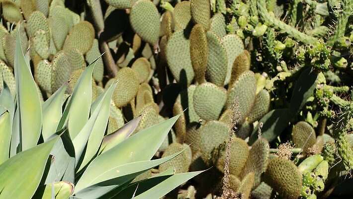 식물 화초 백그라운드 선인장 사람없음 장식 초록색 정원 미국 사막 가시 닫기 캘리포니아 철조망 상록수 애리조나 내추럴 다육식물 오리지널 이국적 특별함 카피스페이스 그리너리 세련 4K 건조기후 MP4 해외동영상 클립영상 컬러 컨셉 북아메리카 모션 공백 동영상 파일형식 트랜드컬러