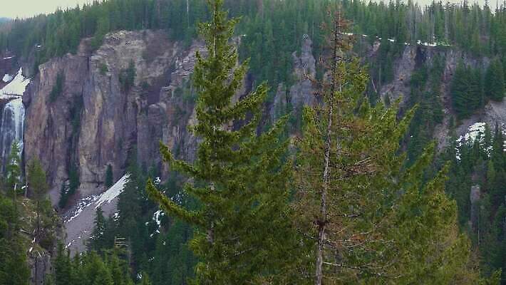 나무 자연 산 사람없음 야외 물 강 골짜기 폭포 흐름 신선 개울 숲 삼림지대 워싱턴 전국 지질학 로키산맥 4K MP4 해외동영상 클립영상 자연요소 식물 교육 컨셉 미국 생태계 동영상 파일형식