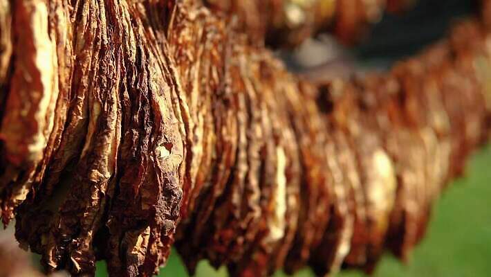 식물 전통 산업 컬러 백그라운드 잎 밭 농업 자연 건조 흡연 담배 매달리기 사람없음 목재 초록색 농작물 농장 갈색 노란색 수확 가을 시골 업무 황금 농부 상품 유기농 질감 쿠바 중독 내추럴 습관 외양간 니코틴 아바나 핸드메이드 4K MP4 해외동영상 클립영상 나무 직업 웰빙 계절 재료 모션 작업 중앙아메리카 생태계 동영상 파일형식