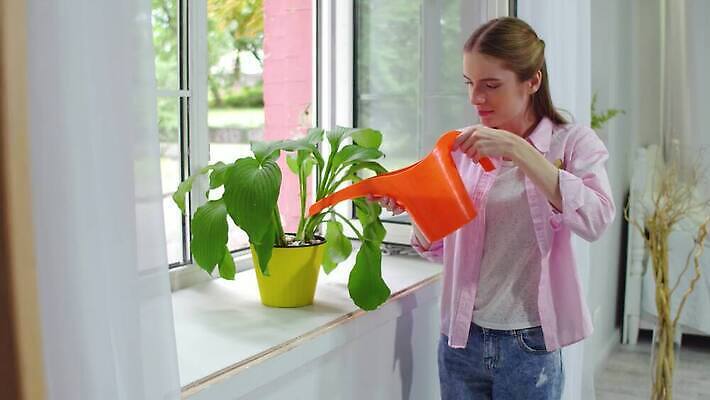 식물 라이프스타일 손 여자 꽃 화분 백그라운드 잎 오렌지 창문 자연 선인장 씨앗 한명 초록색 물 울타리 노란색 성장 물방울 신선 캔 떨어짐 작음 꽃집 원예 분무기 돌봄 물뿌리기 4K MP4 해외동영상 클립영상 자연요소 1 컬러 컨셉 과일 모션 사람 취미 생활 신체부위 담장 상점 크기 생태계 동영상 파일형식