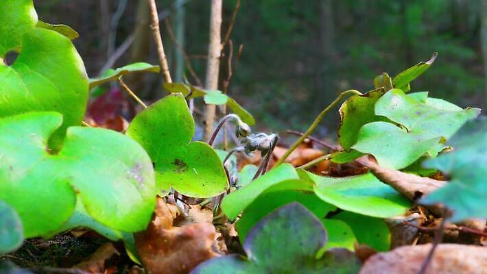 식물 계절 꽃 줄기 백그라운드 잎 꽃무늬 자연 사람없음 초록색 파란색 정원 보라색 봄 들꽃 벚꽃 신선 시간 개화 숲 작음 제비꽃 서리 노루귀 아네모네 헌병 4K 타임랩스 MP4 해외동영상 클립영상 컬러 무늬 촬영기법 군인 크기 생태계 동영상 파일형식