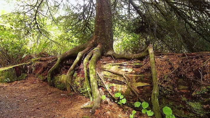 나무 식물 공원 모래 바다 여행 백그라운드 올림픽 잎 자연 하늘 사람없음 야외 목재 초록색 물 파란색 미국 죽음 숲 태평양 내추럴 로스앤젤레스 워싱턴 전국 4K MP4 해외동영상 클립영상 자연요소 공공시설 스포츠 컬러 북아메리카 재료 생태계 동영상 파일형식