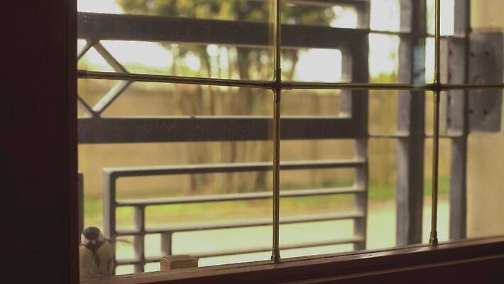 동물 1 야생동물 백그라운드 날개 창문 가족 자연 놀이 조류 주택 실내 앉기 소년 사람없음 초록색 문 걷기 산책 카펫 방 아기 복도 보호 작음 먹기 대문 오르기 앵무새 참새 걸음마 동물상 잉꼬 4K MOV 해외동영상 클립영상 남자 어린이 컬러 컨셉 관계 모션 휴식 사람 내부 건물 조형물 크기 생태계 동영상 파일형식