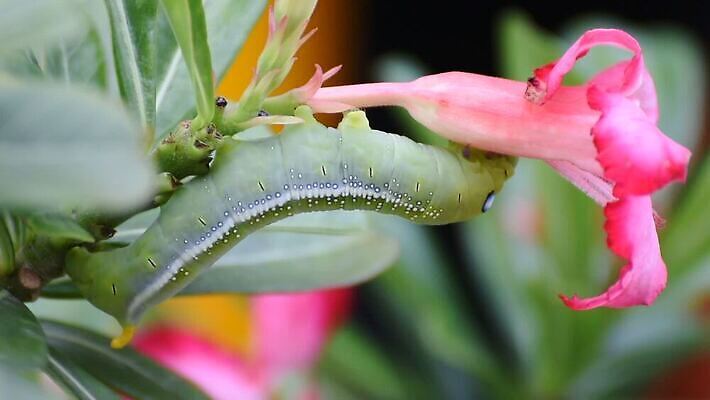 나무 식물 동물 야생동물 음식 컬러 나비 곤충 백그라운드 잎 자연 조류 생물 무척추동물 사람없음 초록색 컬러풀 장미 갈색 노란색 귀여움 정원 검은색 사막 나뭇가지 해충 벌레 진달래 먹기 묘사 꼬리 애벌레 나방 내추럴 기어가기 거짓 변태 못생김 MOV 해외동영상 클립영상 꽃 컨셉 모션 생태계 동영상 파일형식