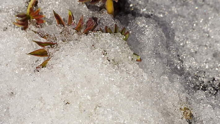 식물 계절 백그라운드 겨울 밭 자연 날씨 따뜻함 초원 사람없음 야외 초록색 물 빛 태양 새싹 냉동 얼음 봄 흰색 녹음 닫기 시원함 땅 유기농 서리 내추럴 4K 타임랩스 MOV 해외동영상 클립영상 자연요소 웰빙 컬러 농업 모션 촬영기법 기록 생태계 동영상 파일형식