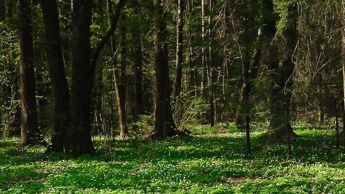 나무 식물 계절 공원 꽃잎 꽃 백그라운드 꽃무늬 자연 아침 사람없음 야외 초록색 태양 정원 봄 카펫 성장 벚꽃 흰색 신선 오픈 개화 닫기 숲 내추럴 생태학 스노드롭 헌병 MOV 해외동영상 클립영상 주간 자연요소 공공시설 교육 컬러 무늬 모션 군인 생태계 동영상 파일형식