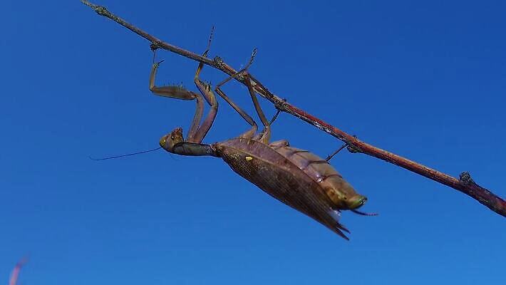 동물 여자 야생동물 곤충 절지류 자연 하늘 무척추동물 안테나 사람없음 초록색 파란색 갈색 기도 육식동물 내추럴 포식 4K MP4 해외동영상 클립영상 컬러 통신 사람 생태계 동영상 파일형식