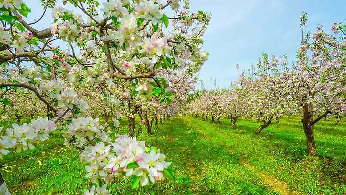 나무 식물 계절 공원 꽃 잎 과일 자연 하늘 파노라마 잔디 사람없음 초록색 파란색 햇빛 태양 노란색 환경 정원 맑음 봄 벚꽃 흰색 나뭇가지 시골 개화 체리 사과 숲 민들레 땅 장면 내추럴 4K 타임랩스 MP4 해외동영상 클립영상 자연요소 공공시설 컬러 날씨 촬영기법 생태계 동영상 파일형식