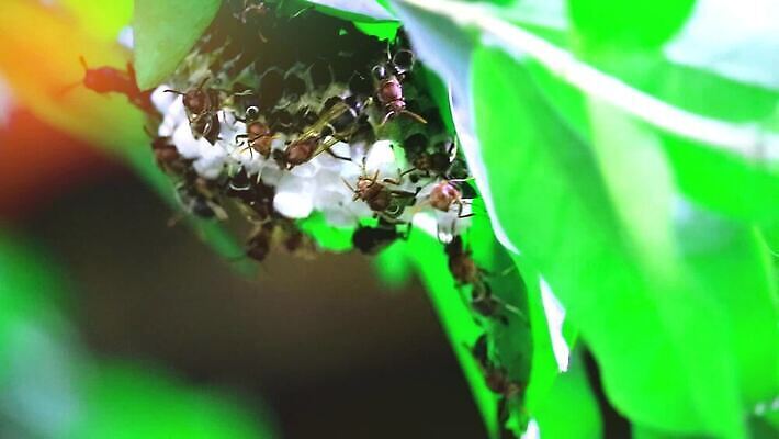 나무 동물 야생동물 컬러 곤충 백그라운드 잎 자연 사람없음 야외 초록색 컬러풀 뷰티 노란색 환경 줄무늬 재킷 나뭇가지 독약 둥지 말벌 숲 위험 작음 벌 묘사 날카로움 육식동물 찌르기 벌집 내추럴 식민지 MOV 해외동영상 클립영상 식물 컨셉 무늬 모션 외투 벌_곤충 크기 생태계 동영상 파일형식