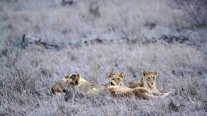 동물 야생동물 새끼 포유류 아프리카 자연 국립공원 사람없음 관광지 눕기 고양이 황무지 보호 사자 사파리 육식동물 몸단장 남아프리카 보츠와나 보호구역 사바나 암사자 크루거 MOV 해외동영상 클립영상 멸종위기종 공원 나라 여행 컨셉 모션 반려동물 암컷 생태계 동영상 남아프리카공화국 구역 파일형식