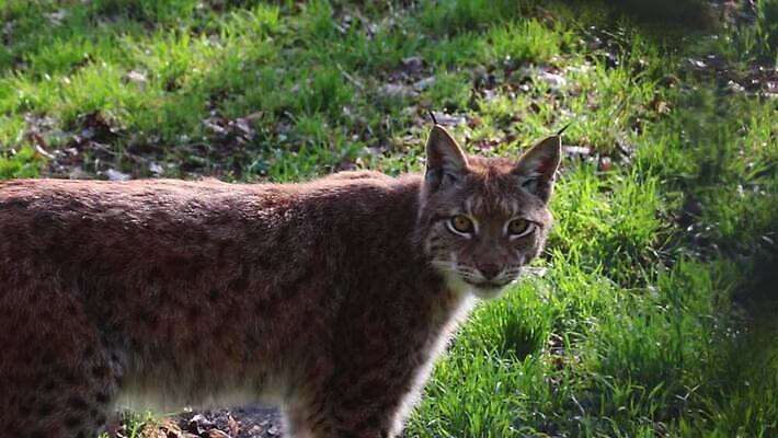 나무 식물 동물 유럽 야생동물 백그라운드 이동 겨울 포유류 모션 자연 생물 산 털 노르웨이 사람없음 야외 고양이 산책 시골 관찰 황무지 숲 위험 먹이 모피 육식동물 사냥꾼 동영상 내추럴 동물상 스라소니 MOV 해외동영상 클립영상 직업 계절 나라 컨셉 휴식 반려동물 조형물 생태계 파일형식