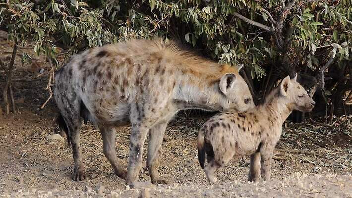 동물 응시 야생동물 새끼 포유류 모션 아프리카 자연 생물 사람없음 환경 굴 황무지 보호 사파리 클립 육식동물 서식지 동영상 내추럴 남아프리카 생태학 못생김 HD 크루거 MOV 해외동영상 클립영상 시선 교육 나라 컨셉 어패류 생태계 남아프리카공화국 파일형식