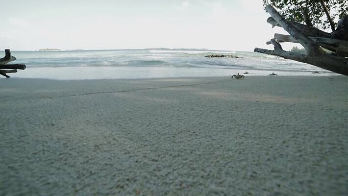 아시아 모래 파도 바다 섬 여행 백그라운드 자연 하늘 휴가 휴식 손바닥 해변 사람없음 야외 물 파란색 야자수 맑음 흰색 휴양지 하와이 코코넛 몰디브 도미니카공화국 마이애미 바하마 이국적 터키석 파라다이스 MOV 해외동영상 클립영상 자연요소 나무 손 나라 컬러 컨셉 과일 날씨 미국 장소 남아메리카 보석 생태계 동영상 파일형식
