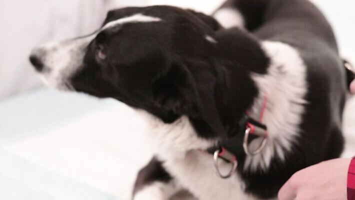 동물 손 응시 장갑 안내 병원 앉기 두명 치료 반려동물 산책 흰색 개 가죽 테리어 주인 수의사 구걸 경보 복종 MP4 해외동영상 클립영상 시선 잡화 컬러 포유류 의학 모션 휴식 사람 신체부위 의사 동영상 파일형식