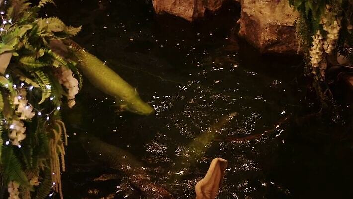 야생동물 청소년 실내 어류 사람없음 검은색 야간 큼 육식동물 멸종 브라질 동물상 민물 포식 MP4 해외동영상 클립영상 멸종위기종 자연요소 동물 컬러 사람 내부 조형물 수중동물 남아메리카 크기 동영상 파일형식