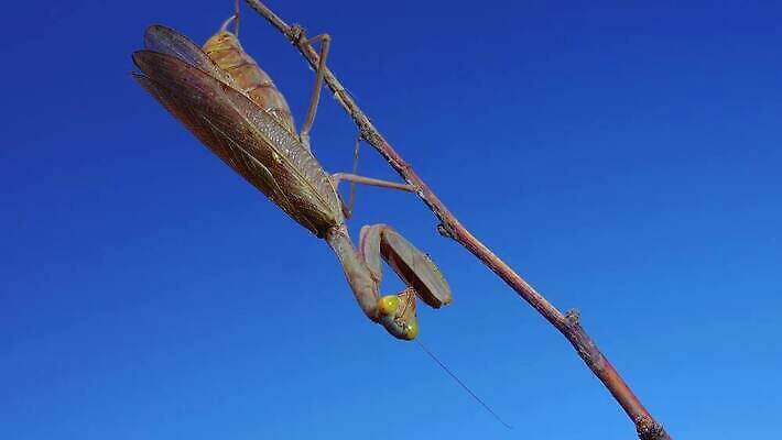 동물 여자 야생동물 곤충 절지류 자연 하늘 무척추동물 안테나 사람없음 초록색 파란색 갈색 기도 육식동물 내추럴 포식 4K MP4 해외동영상 클립영상 컬러 통신 사람 생태계 동영상 파일형식