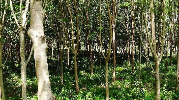 나무 식물 산업 아시아 문화 백그라운드 잎 농업 태국 자연 동양인 풍경 사람없음 야외 초록색 농장 일출 정원 우유 수확 성장 흰색 나뭇가지 신선 막대기 사발 떨어짐 숲 천 수집 날것 고무 잡동사니 내추럴 깊이 라텍스 원자재 줄서기 MP4 해외동영상 클립영상 나라 컬러 컨셉 모션 유제품 인종 노을 직물 사기그릇 생태계 동영상 파일형식