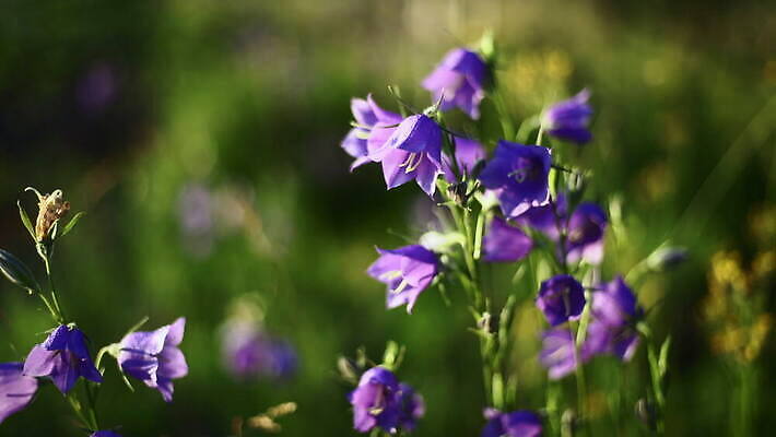 식물 계절 꽃잎 꽃 백그라운드 자연 아침 사람없음 야외 초록색 컬러풀 햇빛 환경 보라색 들꽃 성장 신선 보케 캄파눌라 4K MOV 해외동영상 클립영상 주간 컬러 태양 생태계 동영상 파일형식