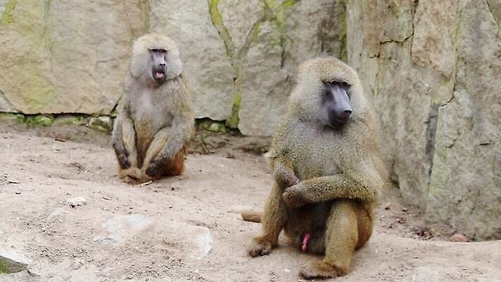 나무 동물 공원 남자 얼굴 야생동물 음식 포유류 아프리카 자연 털 동물원 동양인 성인 사람없음 야외 갈색 머리 환경 회색 원숭이 아기 그룹 황무지 보호 위험 먹기 사파리 호기심 멸종 서식지 유인원 내추럴 에티오피아 MOV 해외동영상 클립영상 식물 공공시설 감정 나라 컬러 컨셉 모션 사람 인종 신체부위 생태계 동영상 파일형식