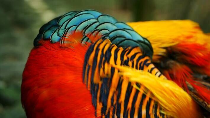 동물 남자 야생동물 컬러 백그라운드 무지개 오렌지 자연 조류 동양인 성인 사람없음 옆모습 장식 빨간색 초록색 파란색 빛 컬러풀 농장 갈색 노란색 머리 검은색 중국 어둠 활발 흰색 황금 우아함 깃털 꿩 동물상 봉황 이국적 MOV 해외동영상 클립영상 자연요소 아시아 뷰포인트 컨셉 농업 과일 사람 인종 신체부위 조형물 생태계 동영상 파일형식