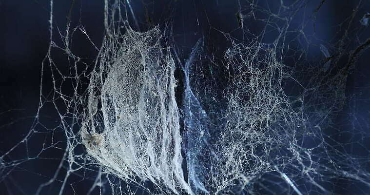 모양 나무 동물 디자인 벽 곤충 백그라운드 패턴 자연 추상 주택 실내 사람없음 장식 환경 디지털 웹 젖음 수확 안개 실 닫기 유령 거미줄 질감 거미 낭비 모기 블러 호러 흉터 4K MOV 해외동영상 클립영상 식물 컨셉 무늬 농업 인터넷 모션 날씨 내부 건물 해충 상처 생태계 공포 동영상 파일형식