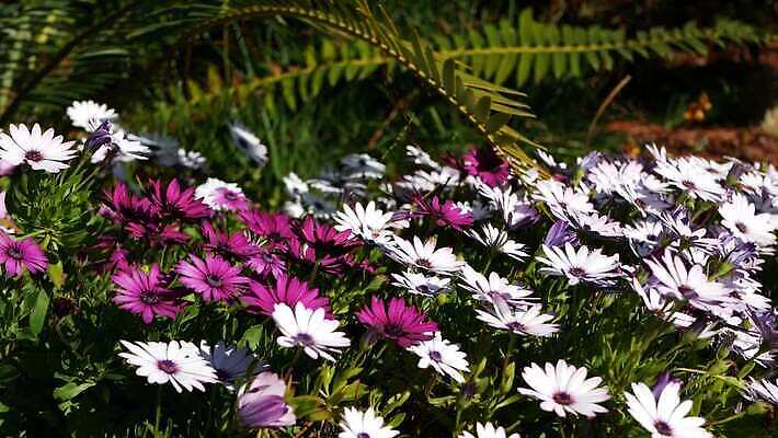 식물 꽃 화초 백그라운드 꽃무늬 해바라기 사람없음 장식 컬러풀 정원 보라색 미국 봄 활발 벚꽃 신선 개화 분위기 자주색 망토 제비꽃 데이지 합성 캘리포니아 화단 라일락 내추럴 금잔화 강렬 카피스페이스 세련 4K MP4 해외동영상 클립영상 계절 컬러 컨셉 북아메리카 무늬 공백 동영상 파일형식