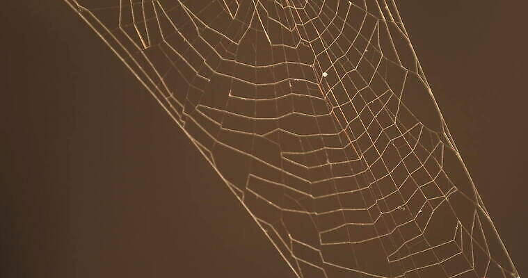 모양 나무 동물 디자인 벽 곤충 백그라운드 패턴 창문 자연 추상 주택 실내 사람없음 장식 환경 디지털 웹 젖음 수확 안개 실 닫기 유령 거미줄 질감 거미 낭비 모기 블러 호러 흉터 4K MOV 해외동영상 클립영상 식물 컨셉 무늬 농업 인터넷 모션 날씨 내부 건물 해충 상처 생태계 공포 동영상 파일형식