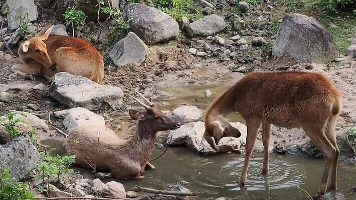 동물 아시아 야생동물 포유류 뿔 동물원 사람없음 야외 물 갈색 연못 숲 서식지 아기사슴 암사슴 MOV 해외동영상 클립영상 자연요소 나라 새끼 컬러 사슴 암컷 동영상 파일형식