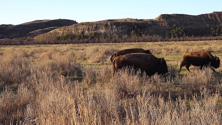동물 공원 남자 야생동물 포유류 자연 털 사람없음 여름 갈색 계곡 미국 군중 방목 들소 황소 짝짓기 와이오밍 전국 4K MP4 해외동영상 클립영상 계절 공공시설 컬러 북아메리카 사람 소 축산업 생태계 동영상 파일형식