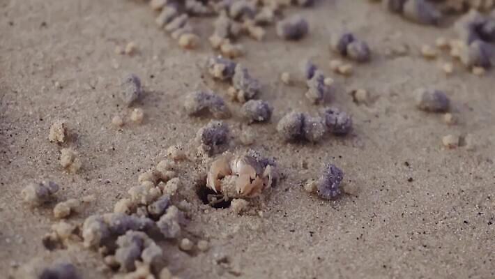 동물 디자인 아시아 야생동물 모래 바다 섬 여행 백그라운드 패턴 공 태국 자연 조류 표면 생물 갑각류 사람없음 야외 물 모래사장 갈색 환경 젖음 게 구멍 유령 작음 낟알 썰물 질감 진흙 서식지 내추럴 땅바닥 생태학 집게발 4K MOV 해외동영상 클립영상 자연요소 교육 나라 컬러 무늬 바닥 크기 생태계 동영상 파일형식