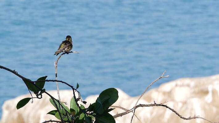 바다 무지개 조류 생물 경사 사람없음 빛 반짝임 컬러풀 어둠 다양 수면 작음 수분 순수 깃털 속도 에메랄드 캘리포니아 부드러움 태평양 꿀 강렬 벌새 스펙트럼 천진난만 특별함 4K MP4 해외동영상 클립영상 자연요소 동물 컬러 다수 컨셉 모션 물 미국 감각 크기 보석 동영상 파일형식