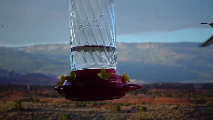 동물 꽃 야생동물 음식 컬러 백그라운드 날개 자연 조류 사람없음 초록색 파란색 컬러풀 보라색 흰색 숲 작음 먹기 제비꽃 깃털 부리 꿀 고립 동물상 벌새 수유 4K MP4 해외동영상 클립영상 식물 모션 조형물 크기 생태계 동영상 파일형식