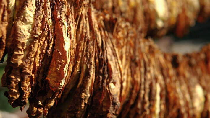 식물 전통 산업 컬러 백그라운드 잎 밭 농업 자연 건조 흡연 담배 매달리기 사람없음 목재 초록색 농작물 농장 갈색 노란색 수확 가을 시골 업무 황금 농부 상품 유기농 질감 쿠바 중독 내추럴 습관 외양간 니코틴 아바나 핸드메이드 4K MOV 해외동영상 클립영상 나무 직업 웰빙 계절 재료 모션 작업 중앙아메리카 생태계 동영상 파일형식