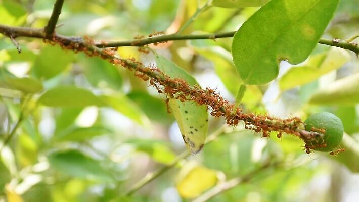 식물 동물 얼굴 야생동물 곤충 백그라운드 컨셉 잎 채소 과일 통신 자연 무척추동물 실내 사람 사람없음 목재 빨간색 초록색 파란색 컬러풀 갈색 걷기 정원 흰색 업무 그룹 닫기 둥지 숲 레몬 슛 개미 적재 고립 아마존 커터 통일 MOV 해외동영상 클립영상 나무 컬러 재료 모션 내부 신체부위 작업 생태계 동영상 파일형식