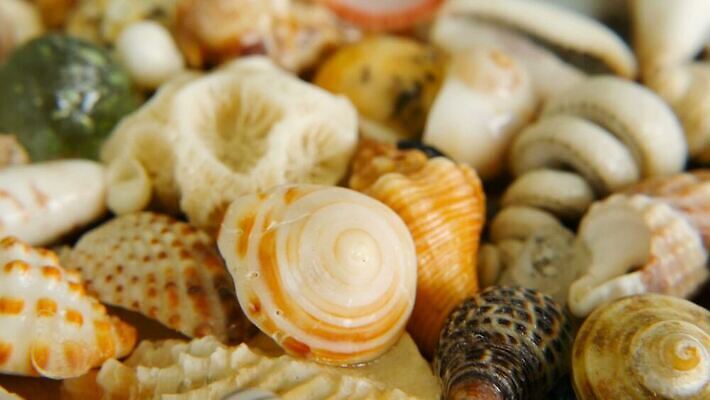 동물 디자인 음식 모래 바다 컬러 여행 백그라운드 패턴 자연 휴가 조개 불가사리 연체동물 갑각류 해변 사람없음 장식 여름 갈색 껍질 흰색 전원 수집 해산물 휴양지 질감 달팽이 베트남 수족관 가리비 내추럴 고립 멀티 앵무조개 이국적 MOV 해외동영상 클립영상 계절 무늬 어패류 극피동물 무척추동물 동남아시아 장소 전기에너지 생태계 동영상 파일형식