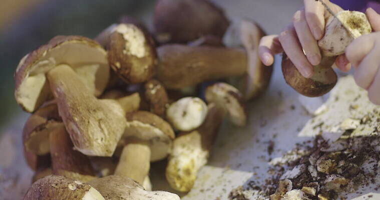 손 여자 음식 사람없음 버섯 신선 그룹 칼 작음 큼 왕 청소 준비 먼지 곰팡이 그물버섯 번 페니 많음 4K MOV 해외동영상 클립영상 빵 컨셉 사람 신체부위 동전 크기 동영상 파일형식