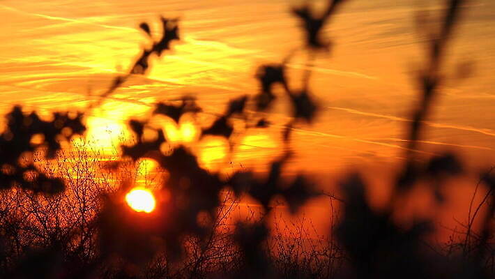 실루엣 자연 날씨 사람없음 야외 태양 일출 나뭇가지 룩셈부르크 4K 락다운 MOV 해외동영상 클립영상 자연요소 나무 촬영기법 노을 생태계 동영상 서유럽 파일형식